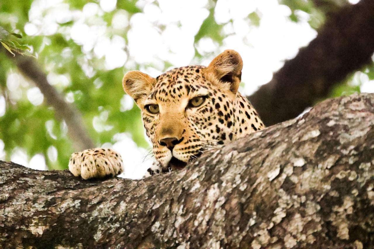 Karongwe Game Reserve Karongwe Portfolio - Kuname Lodge מראה חיצוני תמונה