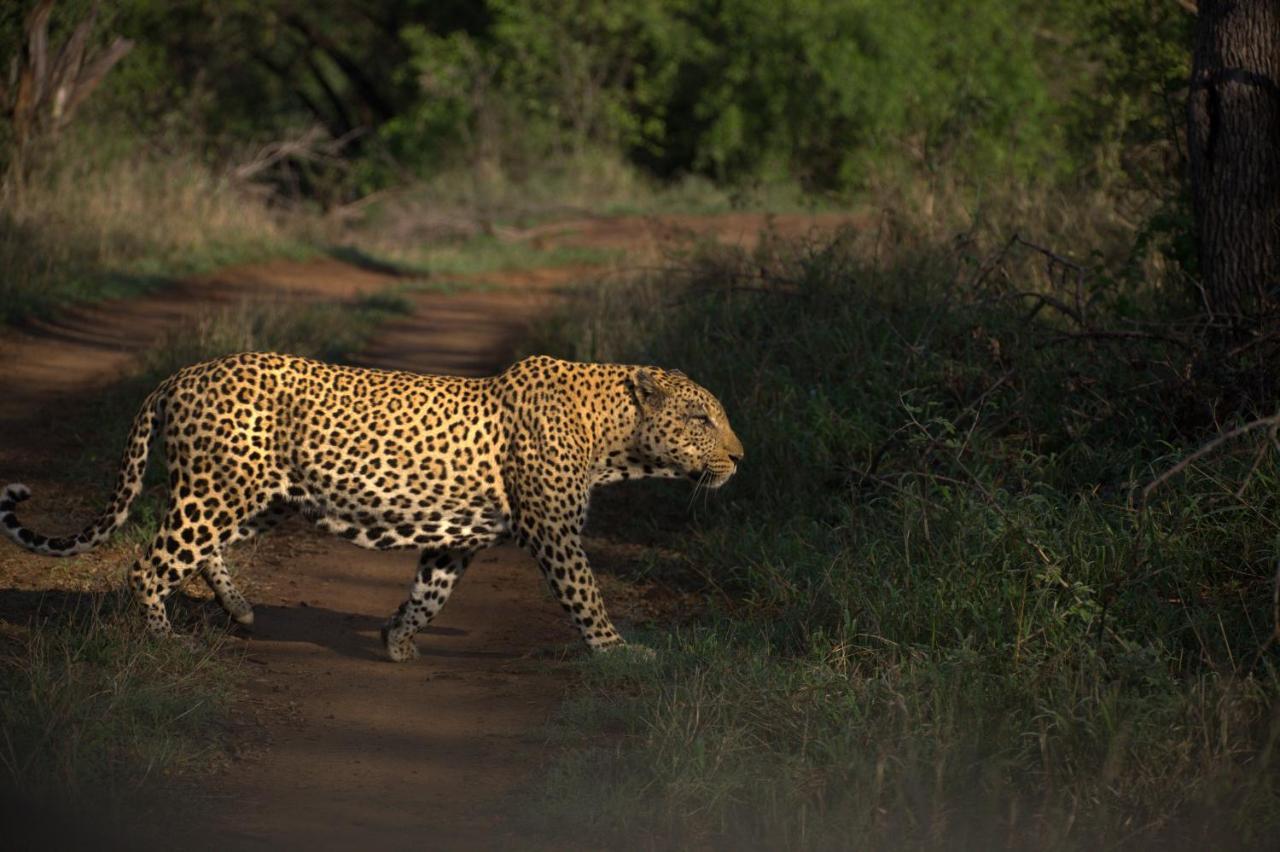 Karongwe Game Reserve Karongwe Portfolio - Kuname Lodge מראה חיצוני תמונה