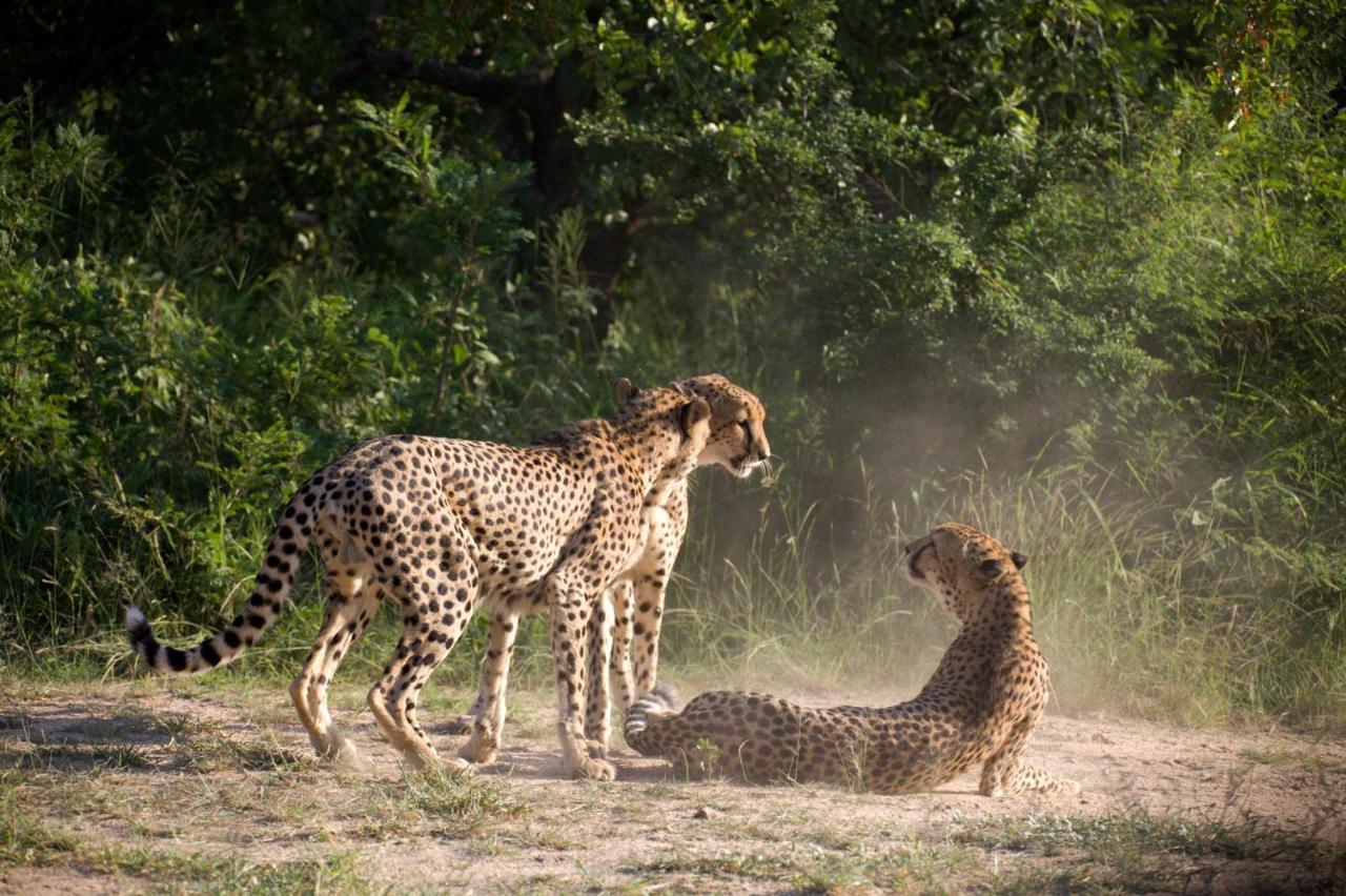 Karongwe Game Reserve Karongwe Portfolio - Kuname Lodge מראה חיצוני תמונה