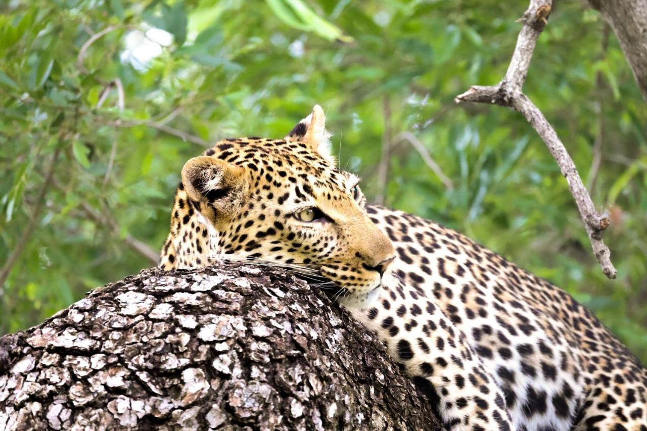 Karongwe Game Reserve Karongwe Portfolio - Kuname Lodge מראה חיצוני תמונה