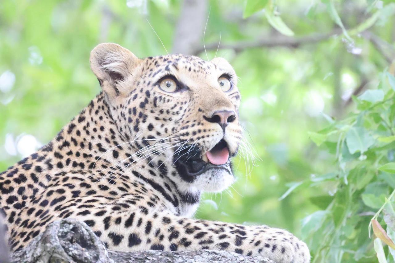 Karongwe Game Reserve Karongwe Portfolio - Kuname Lodge מראה חיצוני תמונה