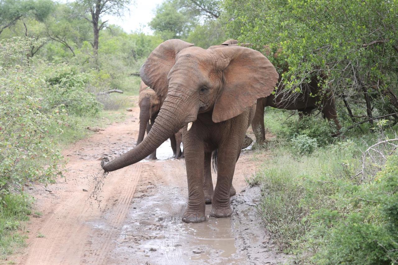 Karongwe Game Reserve Karongwe Portfolio - Kuname Lodge מראה חיצוני תמונה