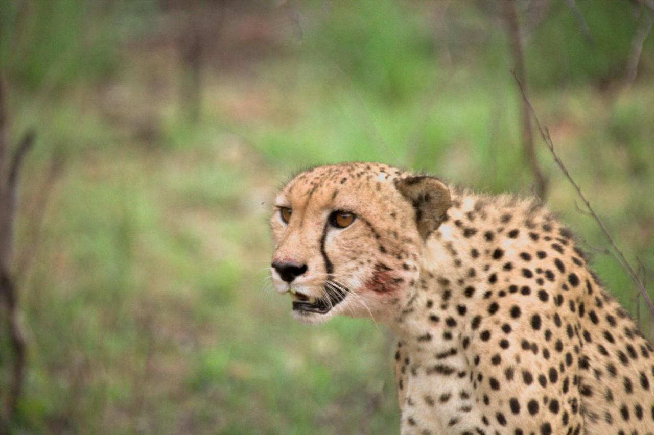 Karongwe Game Reserve Karongwe Portfolio - Kuname Lodge מראה חיצוני תמונה