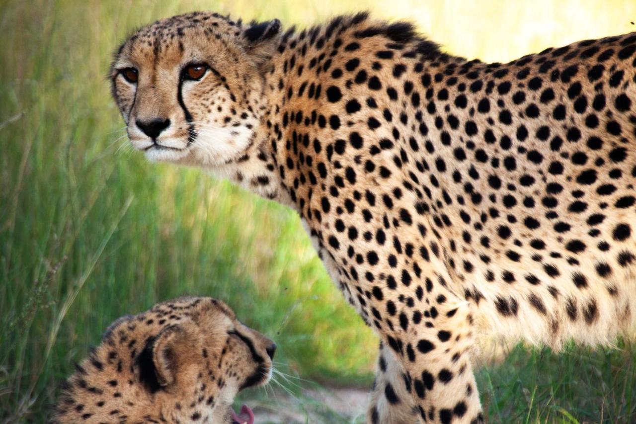 Karongwe Game Reserve Karongwe Portfolio - Kuname Lodge מראה חיצוני תמונה