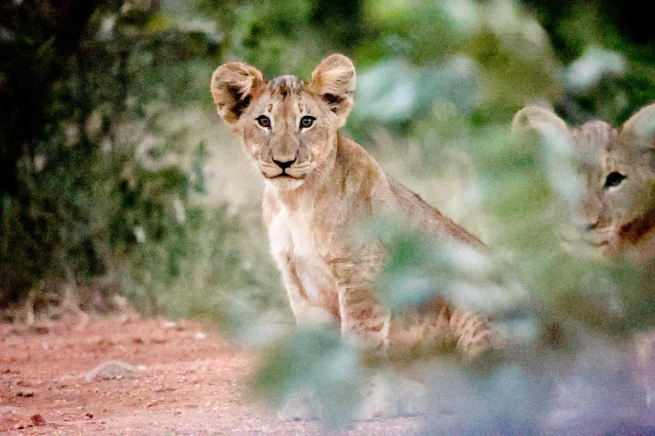 Karongwe Game Reserve Karongwe Portfolio - Kuname Lodge מראה חיצוני תמונה
