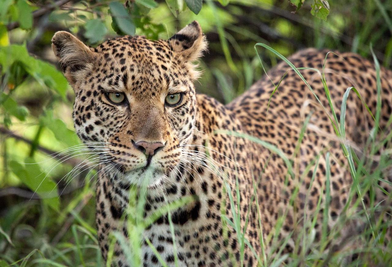 Karongwe Game Reserve Karongwe Portfolio - Kuname Lodge מראה חיצוני תמונה