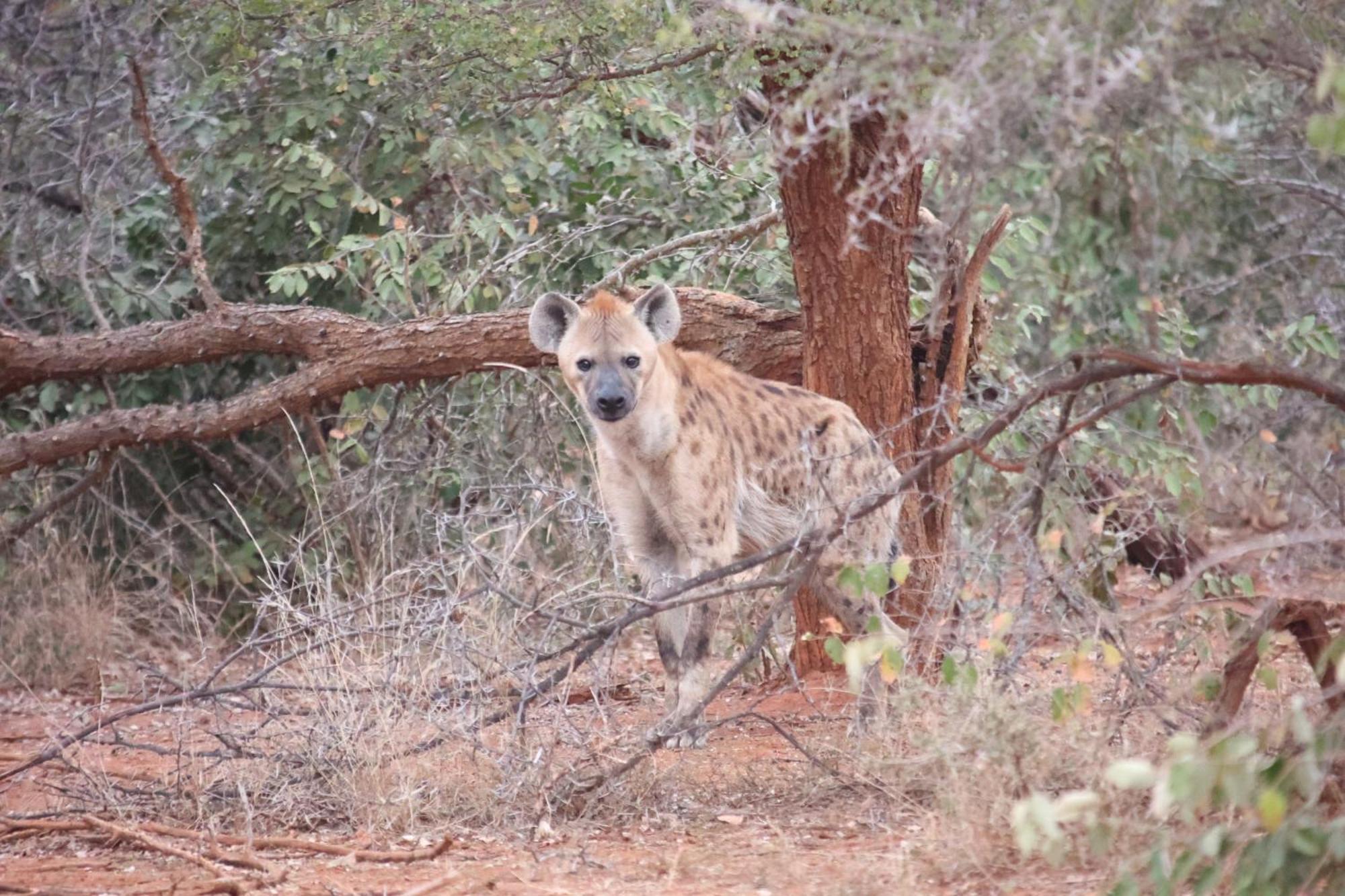Karongwe Game Reserve Karongwe Portfolio - Kuname Lodge מראה חיצוני תמונה
