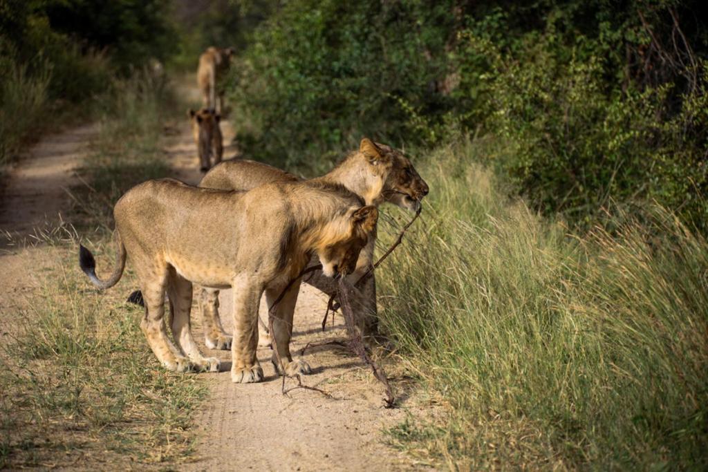 Karongwe Game Reserve Karongwe Portfolio - Kuname Lodge מראה חיצוני תמונה